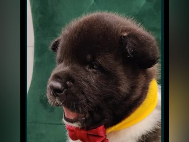 Amerikansk akita
