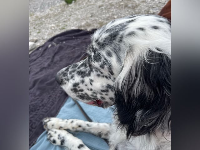 Hund: Zorro