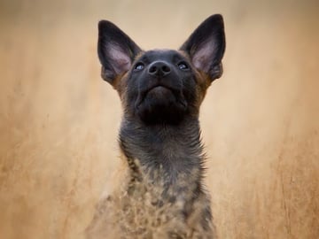 Handler of paws