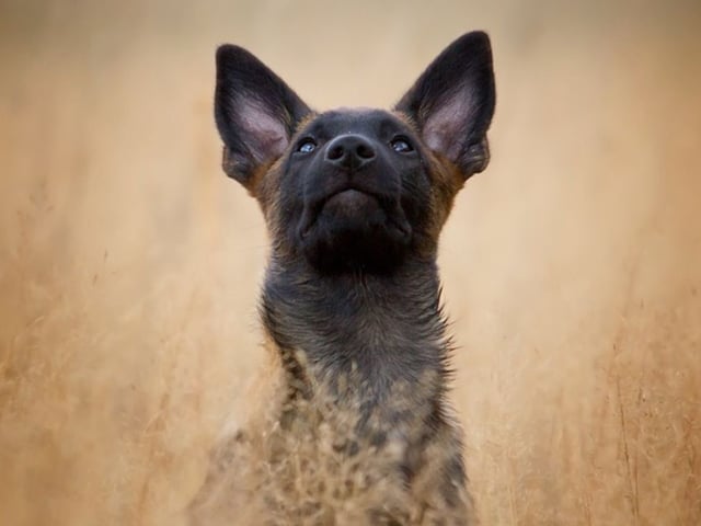 Handler of paws