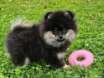Pomeranian · Enköping · Pomsik Rakaaig