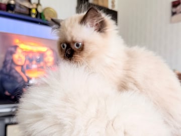 Ragdoll · Varberg · Abdulelah A.