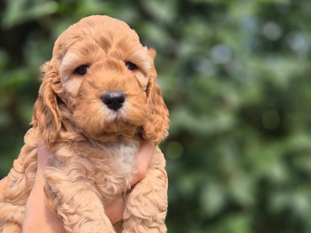Cockerpoo