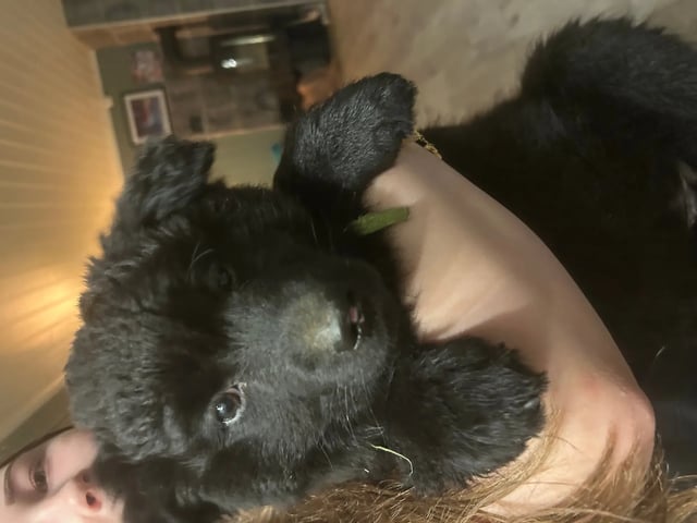 Svensk lapphund