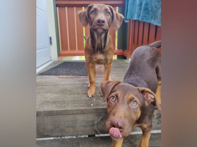 Xoloitzcuintle