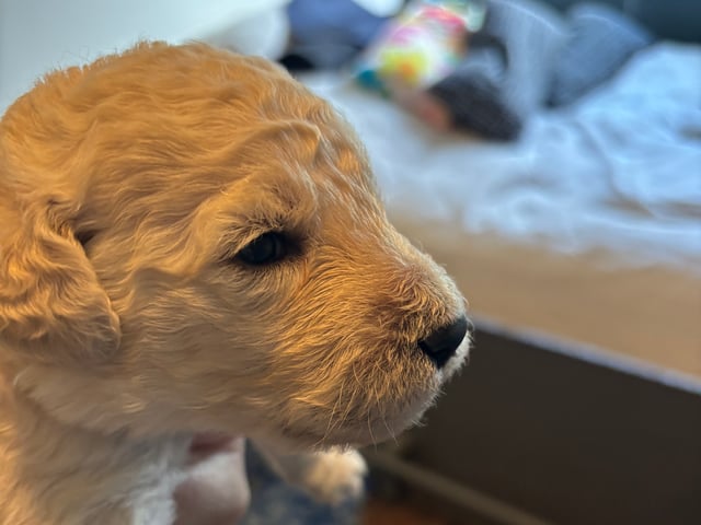 Goldendoodle