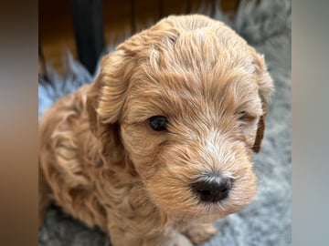 Labradoodle · Vänge · Vanessa W.