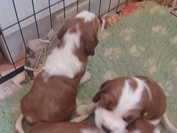 Okej's kennel