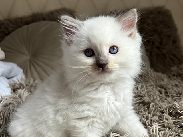 SE*Havannas Ragdoll