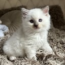 Ragdoll