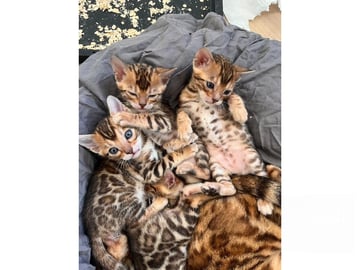 Bengal · Ekerö · SE*ExoticJungleCats