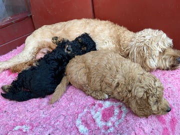 Shihpoo · Nol · Lyckliga Vovven