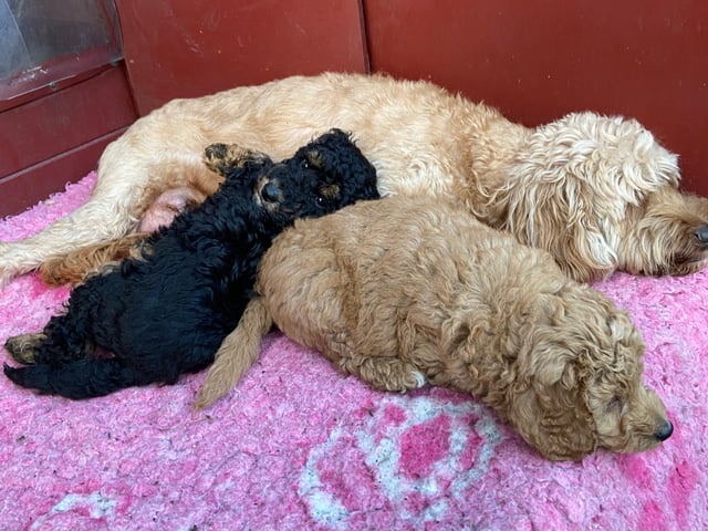 Shihpoo · Nol · Lyckliga Vovven