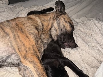 Blandras: Cane corso, Belgisk vallhund – malinois · Hyltebruk · Emilijohansson .