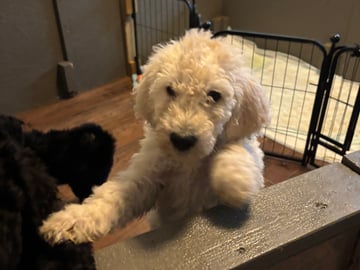 Goldendoodle · Västerlanda · Lugnets kennel