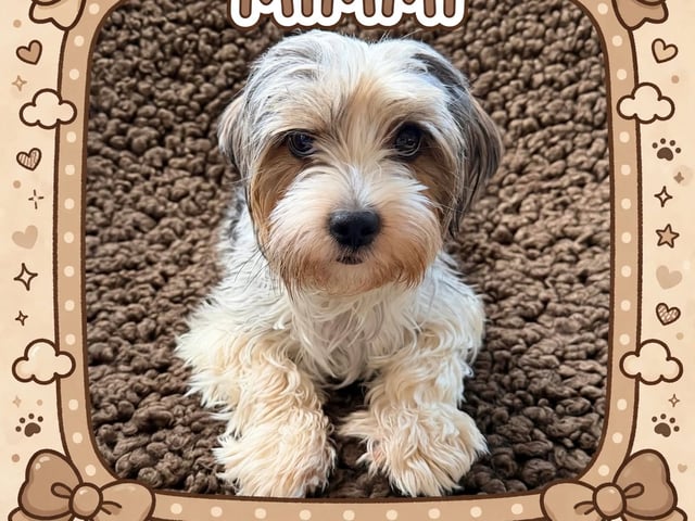 Biewer terrier