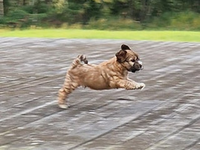 Tibetansk terrier