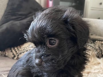 Yorkiepoo valpar toypudel yorkshireterrier · Näsviken · Lustbacka