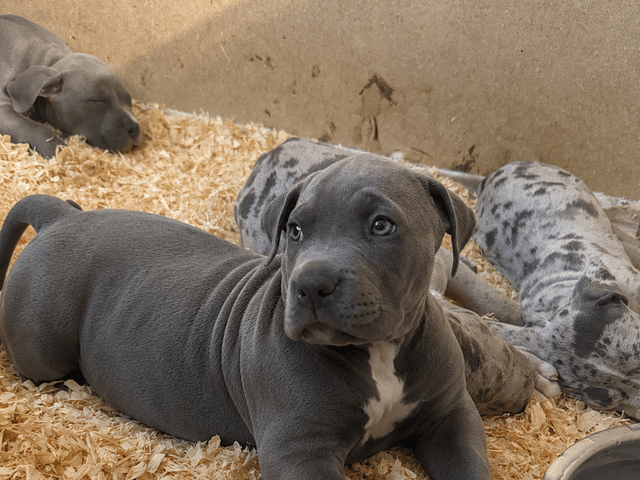 American bully