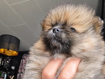Pomeranian · Aurskog · Valentine Ai Nga Ly