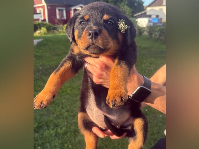 Rottweiler