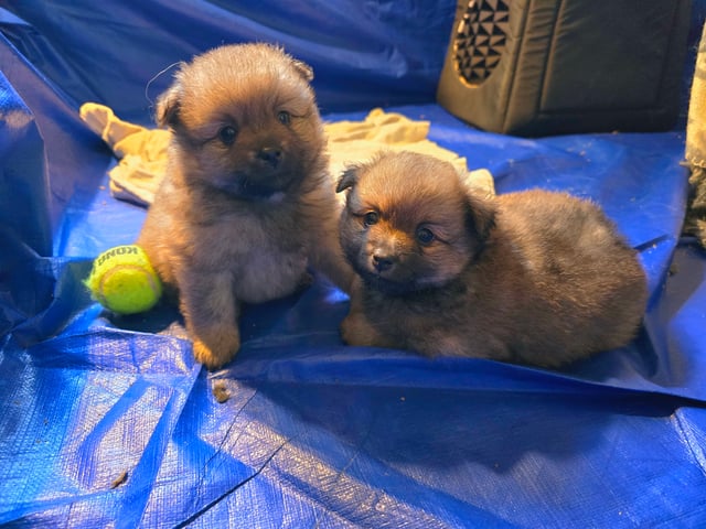 German Spitz – Mittelspitz · Luleå · Dålakungens kennel