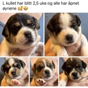 Dansk-svensk gårdshund