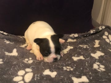Fransk bulldog · Sollentuna · Maclaren