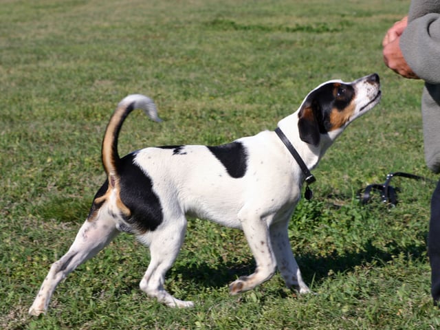 Dansk-svensk gårdhund