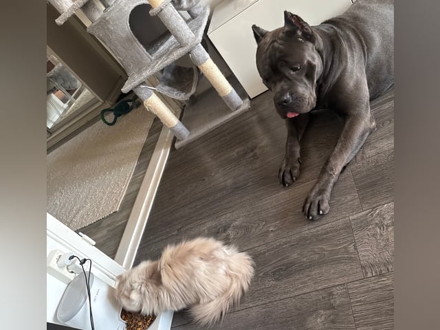 Cane Corso
