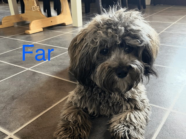 Far: Blackie