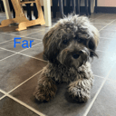 Far: Blackie