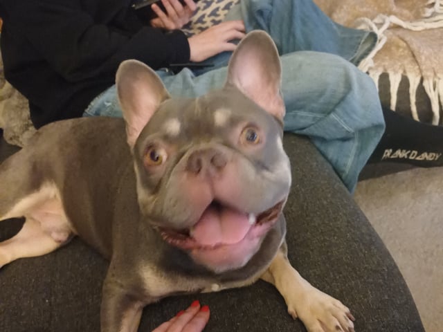 Puppy: Kingston