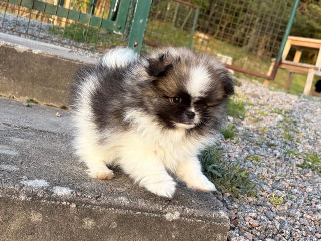 Pomeranian