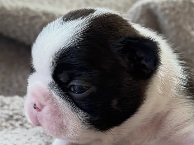 Boston terrier