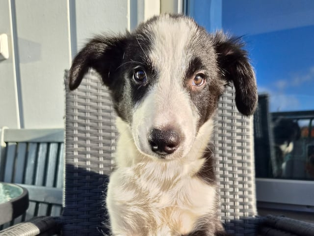 Border collie · Limhamn · Ruckeltofta Gård