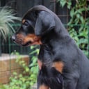 Dobermann
