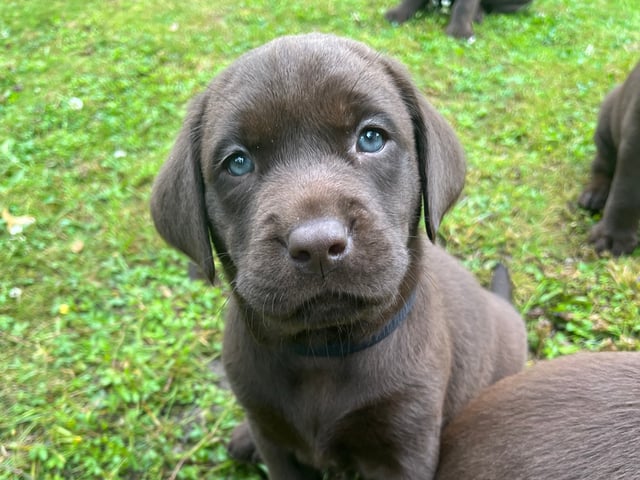 Labrador retriever