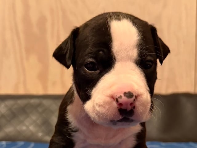 Patrick Nielsen Amstaff