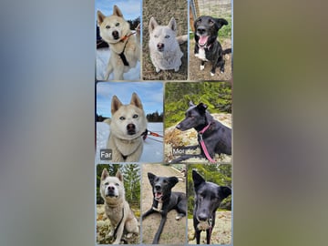 Bjerkehagen Husky