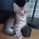 Tyrkisk Angora