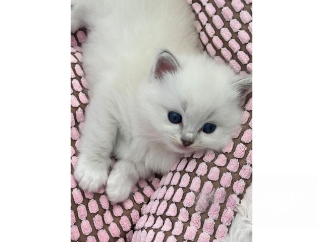 Ragdoll