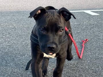 American bully · Malmö · Eric H.