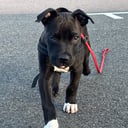 American bully