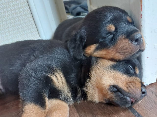 Rottweiler