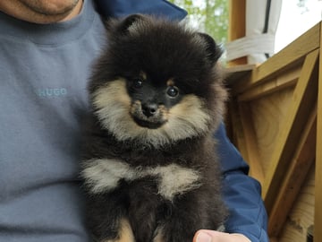 Pomeranian · Enköping · Pomsik Rakaaig