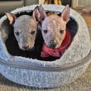 Xoloitzcuintle