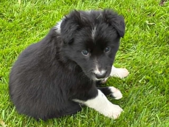Border collie