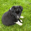 Border collie