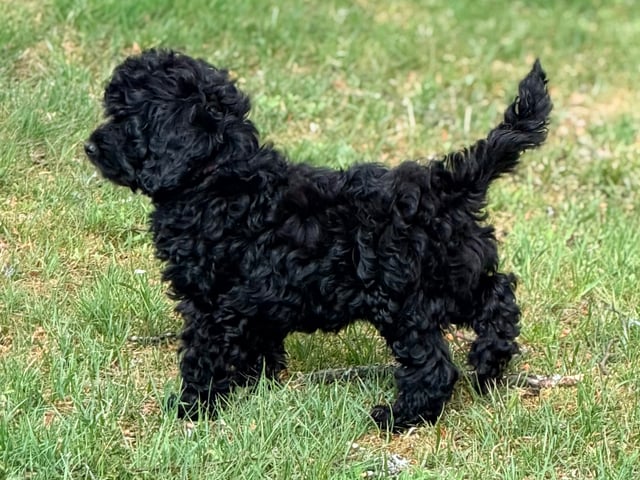 Cockerpoo